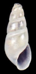 Odostomia rutor